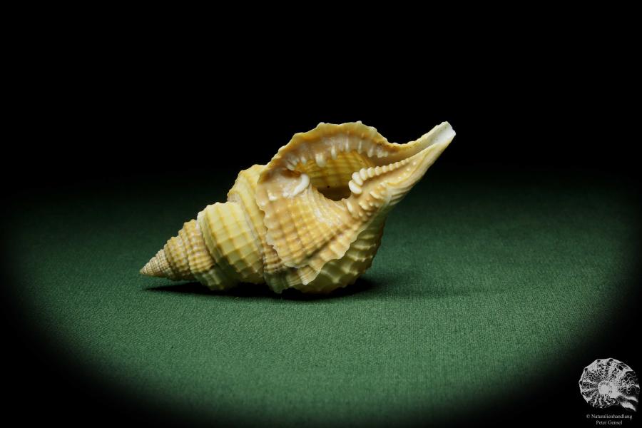 Distorsio reticularis (12509) a snail from Philippines | Conchylia | Snails