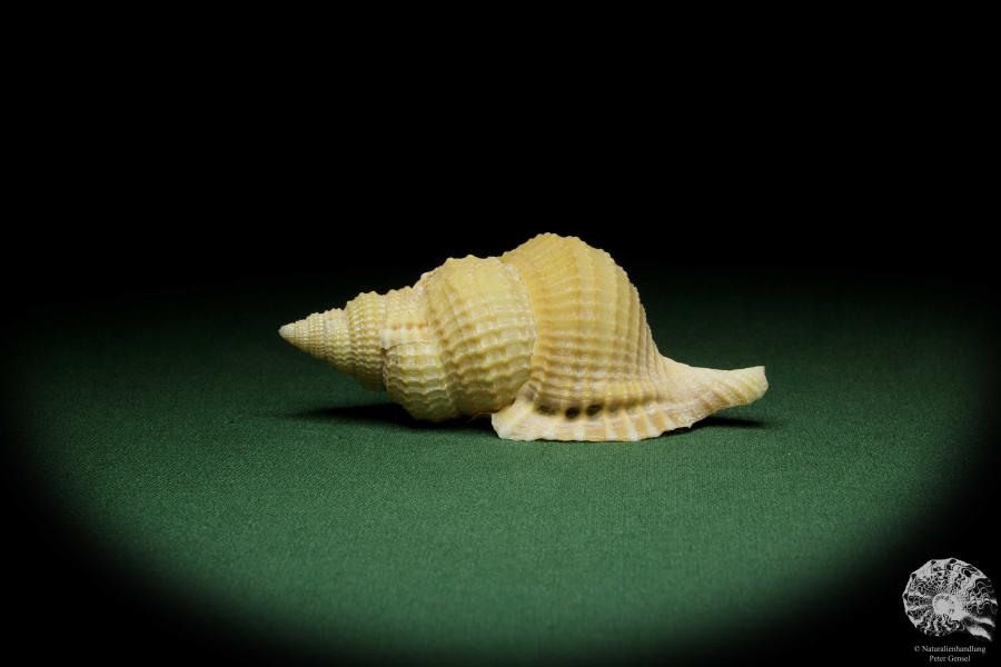 Distorsio reticularis (12511) a snail from Philippines | Conchylia | Snails