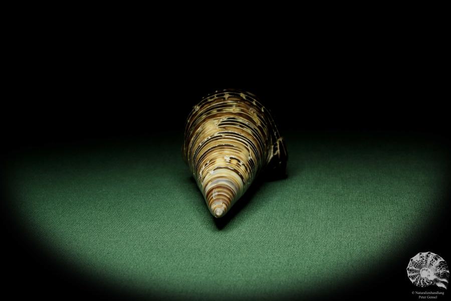 Terebralia palustris (12529) eine Schnecke aus Ostafrika | Conchylien | Schnecken