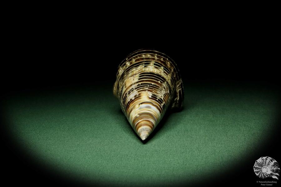 Terebralia palustris (12530) eine Schnecke aus Ostafrika | Conchylien | Schnecken