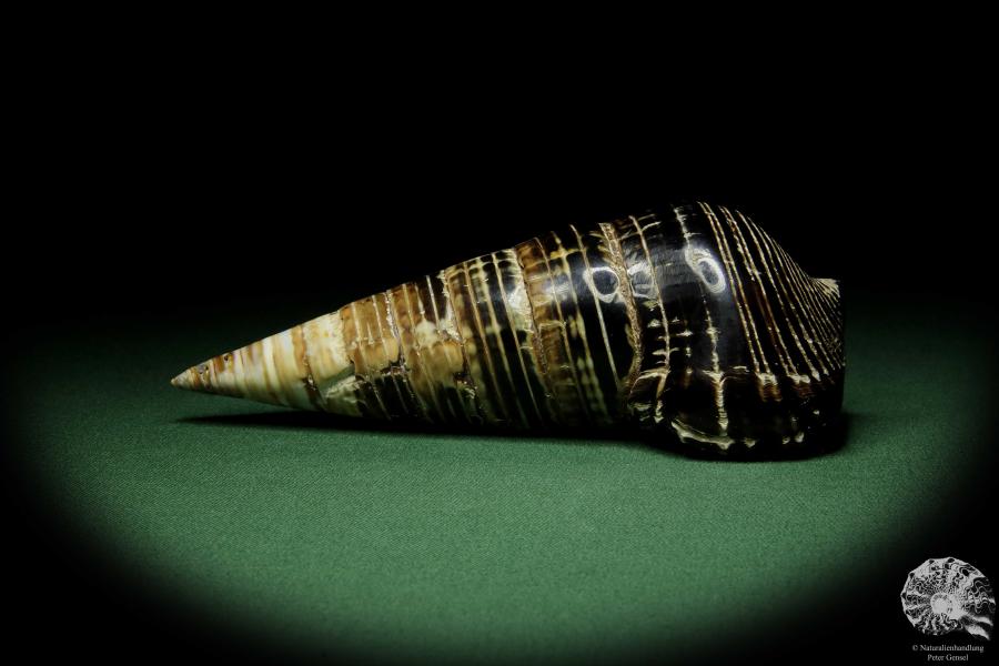 Terebralia palustris (12531) eine Schnecke aus Ostafrika | Conchylien | Schnecken