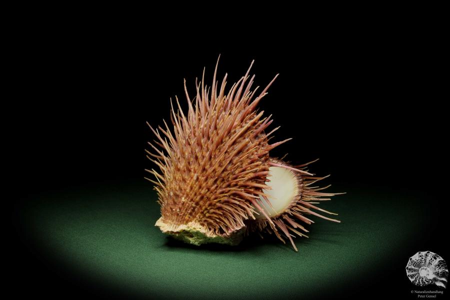 Spondylus visayensis (12550) eine Muschel aus Philippinen | Conchylien | Muscheln & Brachiopoden