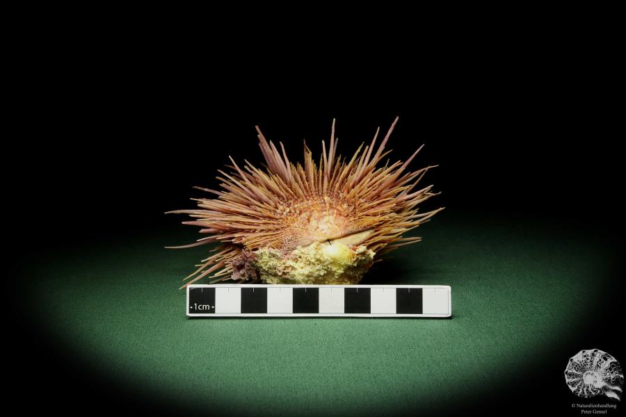 Spondylus visayensis (12550) eine Muschel aus Philippinen | Conchylien | Muscheln & Brachiopoden