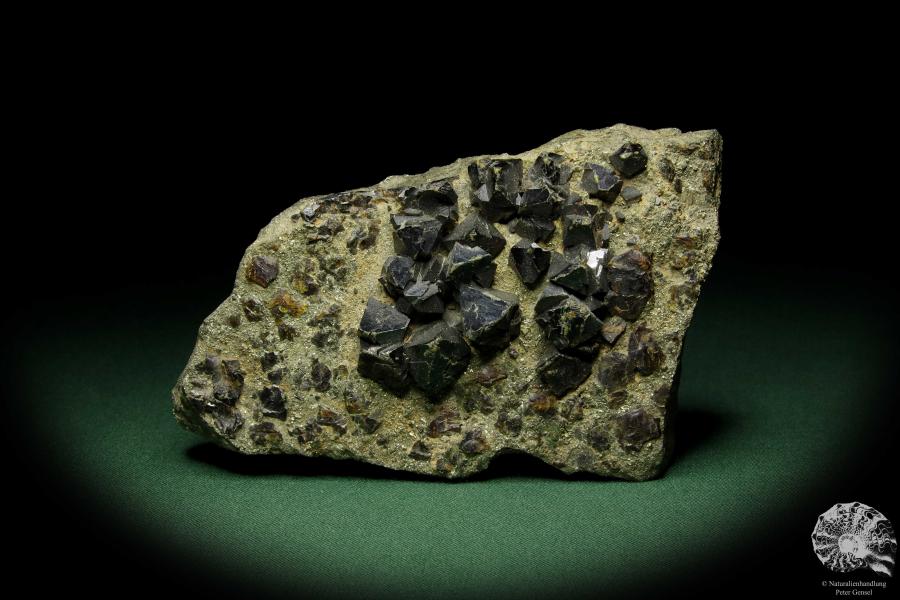 Sphalerit XX auf Pyrit (12572) ein Mineral aus Russland | Mineralien | Weltweit