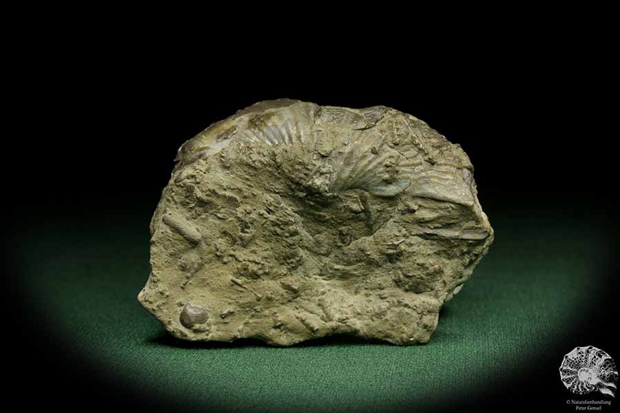 Pterospirifer alatus (12705) eine Muschel aus Deutschland | Fossilien | Muscheln & Brachiopoden