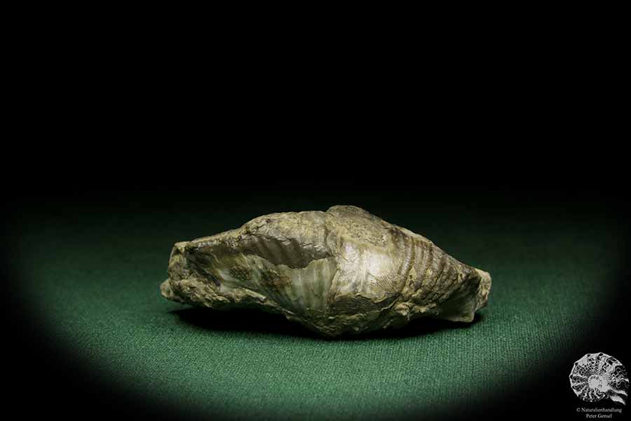 Pterospirifer alatus (12705) a shell from Germany | Fossils | Shells & Brachiopods