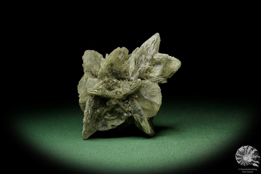 Gips XX (12717) ein Mineral aus Deutschland | Mineralien | aus Deutschland