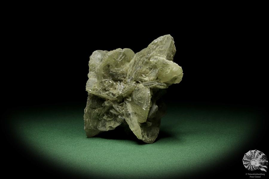 Gips XX (12717) ein Mineral aus Deutschland | Mineralien | aus Deutschland