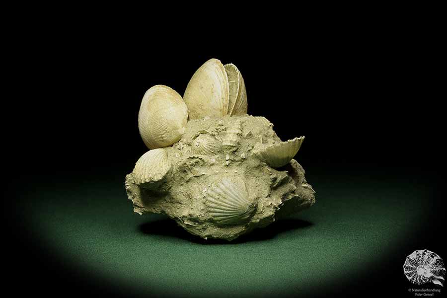 Glycymeris spec. (12723) a shell from Italy | Fossils | Shells & Brachiopods