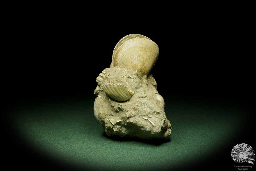 Glycymeris spec. (12723) a shell from Italy | Fossils | Shells & Brachiopods