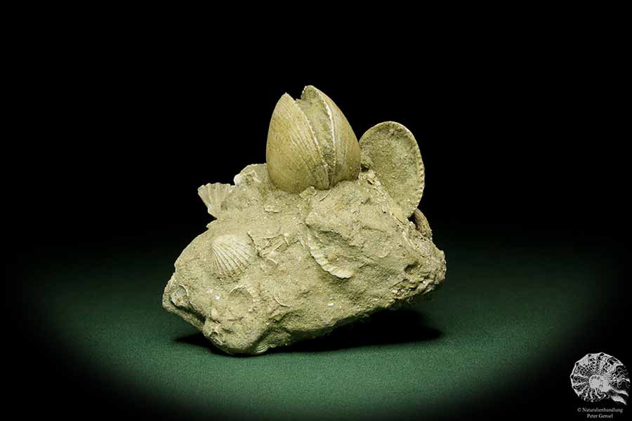 Glycymeris spec. (12723) eine Muschel aus Italien | Fossilien | Muscheln & Brachiopoden