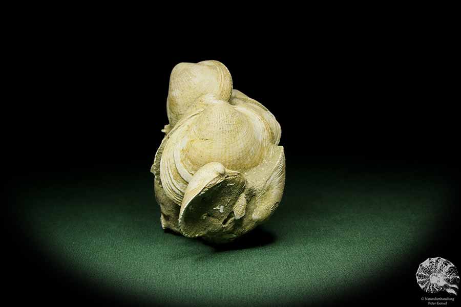 Glycymeris spec. (12724) a shell from Italy | Fossils | Shells & Brachiopods