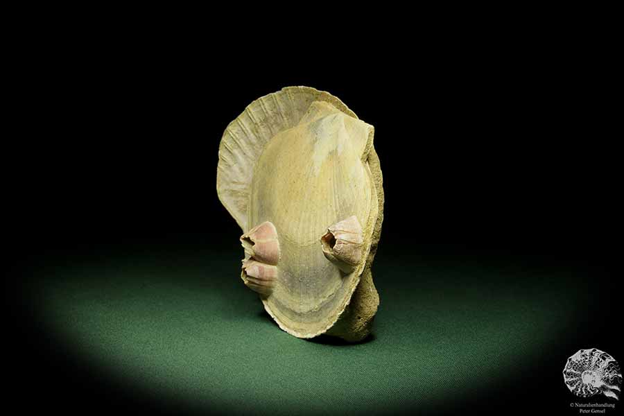 Pecten cf. jacobaeus & Balanus spec. (12725) eine Muschel aus Italien | Fossilien | Muscheln & Brachiopoden