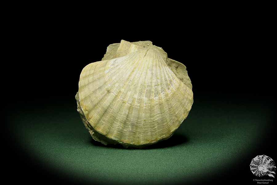 Pecten spec. (12726) eine Muschel aus Italien | Fossilien | Muscheln & Brachiopoden