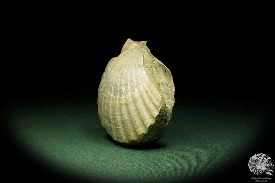 Pecten spec. (12726) eine Muschel aus Italien | Fossilien | Muscheln & Brachiopoden