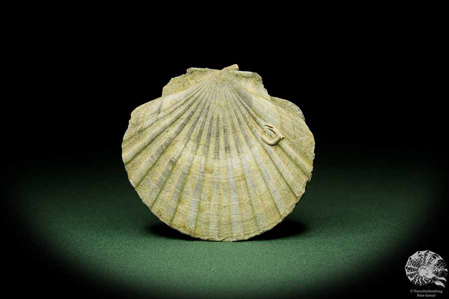 Pecten spec. (12726) eine Muschel aus Italien | Fossilien | Muscheln & Brachiopoden