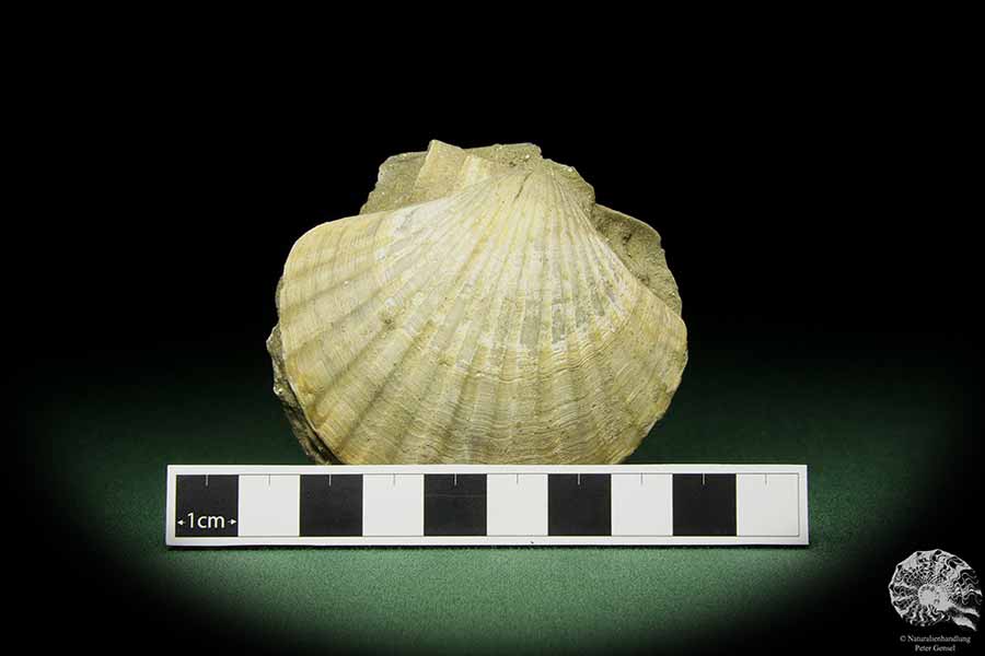 Pecten spec. (12726) eine Muschel aus Italien | Fossilien | Muscheln & Brachiopoden