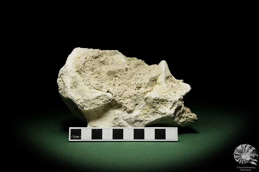 Mammalia (12731) a vertebrate from Germany | Fossils | Vertebrates