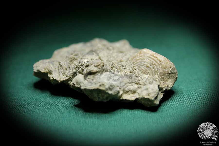 Leptaena depressa (1276) eine Muschel aus Schweden | Fossilien | Muscheln & Brachiopoden