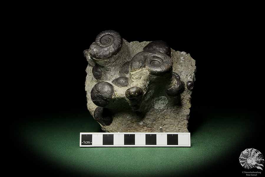 Platyclymenia spec. & Imitoceras spec. & Goniatitidae ssp. (12769) a cephalopod from Morocco | Fossils | Cephalopods