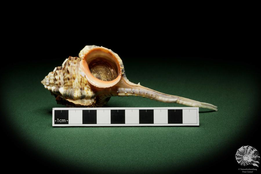 Haustellum haustellum (12841) a snail from Philippines | Conchylia | Snails