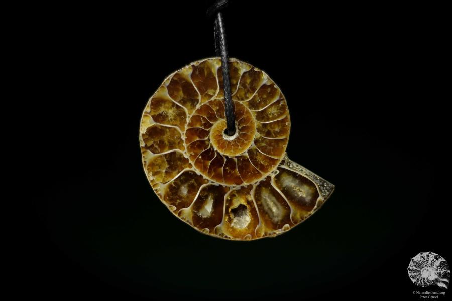 Desmoceras spec. (13076) a gem from fossils from East Africa | Nature jewelry | From Fossils