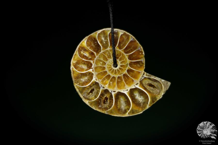 Desmoceras spec. (13078) a gem from fossils from East Africa | Nature jewelry | From Fossils