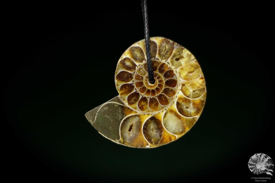 Desmoceras spec. (13079) a gem from fossils from East Africa | Nature jewelry | From Fossils