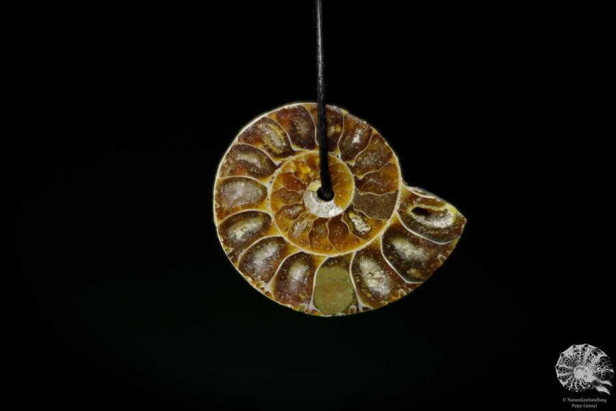 Desmoceras spec. (13085) a gem from fossils from East Africa | Nature jewelry | From Fossils