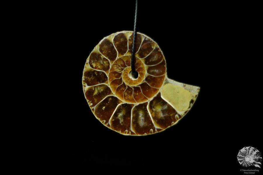 Desmoceras spec. (13093) ein Schmuckstück aus Fossilien aus Ostafrika | Naturschmuck | aus Fossilien