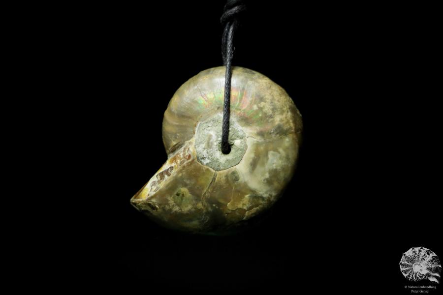 Desmoceras spec. (13094) a gem from fossils from East Africa | Nature jewelry | From Fossils