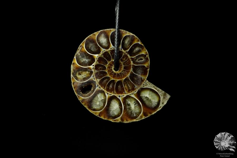 Desmoceras spec. (13095) a gem from fossils from East Africa | Nature jewelry | From Fossils