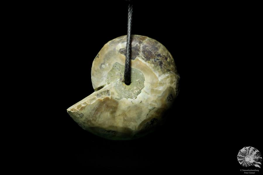 Desmoceras spec. (13095) a gem from fossils from East Africa | Nature jewelry | From Fossils