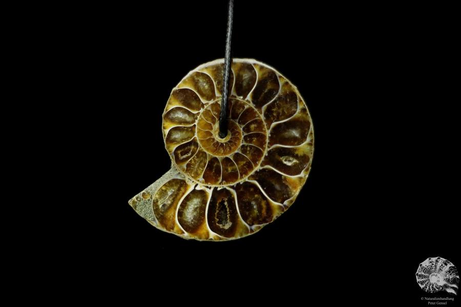 Desmoceras spec. (13097) a gem from fossils from East Africa | Nature jewelry | From Fossils