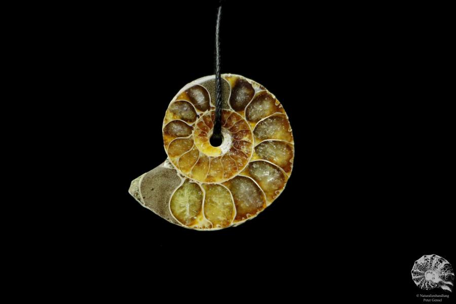 Desmoceras spec. (13103) a gem from fossils from East Africa | Nature jewelry | From Fossils