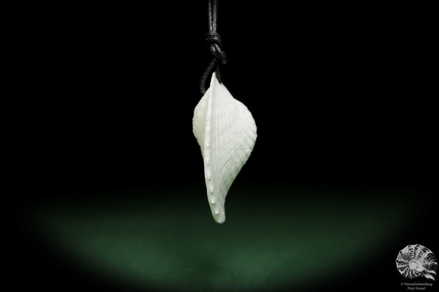 Corculum cardissa (13177) a germ from the ocean from Indo-Pacific | Nature jewelry | From the ocean