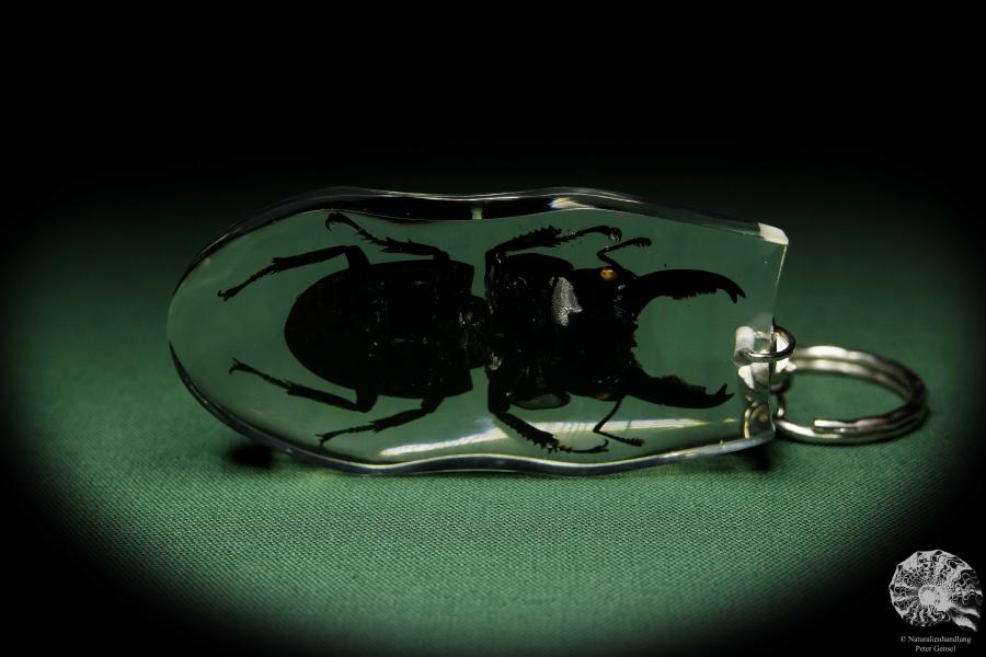 Dorcus spec. (13311) a gem from Acrylic from Southeast Asia | Nature jewelry | From Acrylic