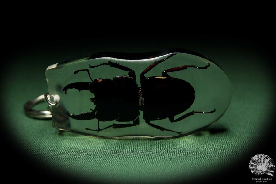 Dorcus spec. (13312) a gem from Acrylic from Southeast Asia | Nature jewelry | From Acrylic