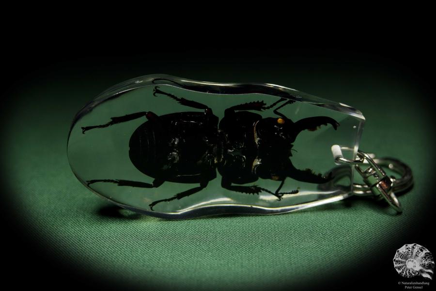 Dorcus spec. (13313) a gem from Acrylic from Southeast Asia | Nature jewelry | From Acrylic