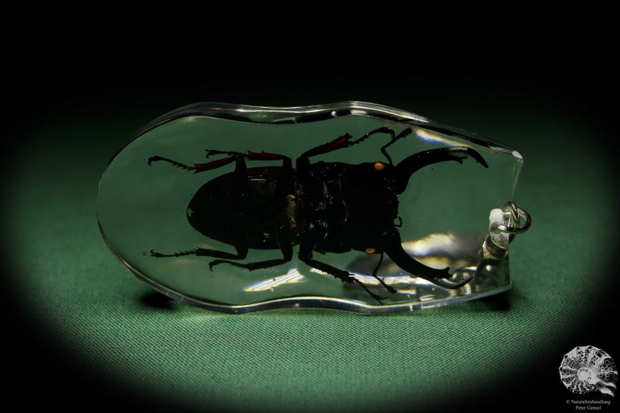 Dorcus spec. (13316) a gem from Acrylic from Southeast Asia | Nature jewelry | From Acrylic