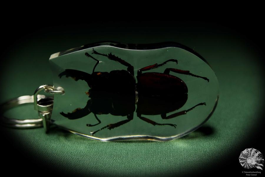 Dorcus spec. (13317) a gem from Acrylic from Southeast Asia | Nature jewelry | From Acrylic