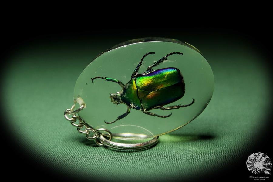 Torynorrhina spec. (13438) a gem from Acrylic from Southeast Asia | Nature jewelry | From Acrylic