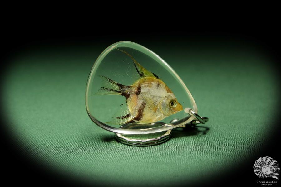 Pterophyllum scalare (13453) a gem from Acrylic from South America | Nature jewelry | From Acrylic