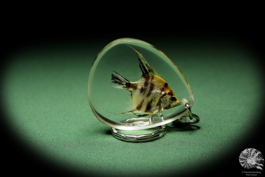 Pterophyllum scalare (13454) a gem from Acrylic from South America | Nature jewelry | From Acrylic