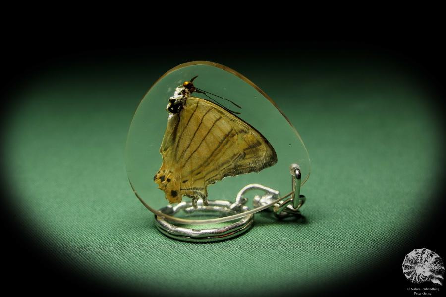 Cyrestis lutea (13457) a gem from Acrylic from Southeast Asia | Nature jewelry | From Acrylic