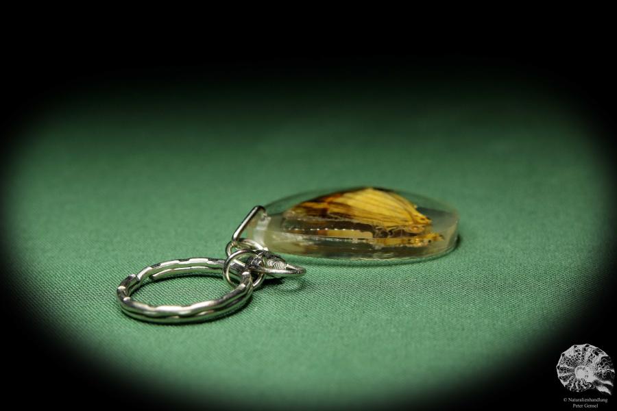 Cyrestis lutea (13457) a gem from Acrylic from Southeast Asia | Nature jewelry | From Acrylic