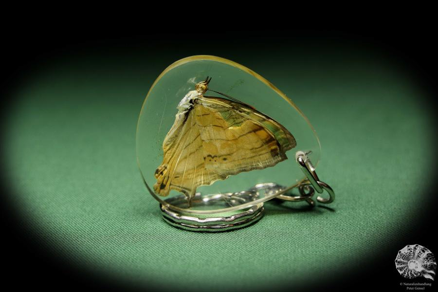 Cyrestis lutea (13458) a gem from Acrylic from Southeast Asia | Nature jewelry | From Acrylic