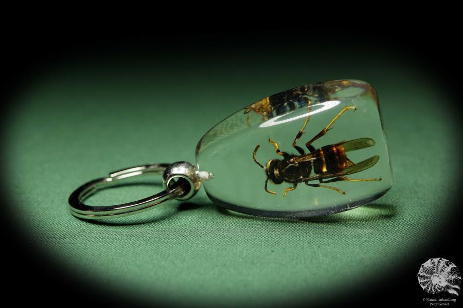 Vespa spec. (13477) a gem from Acrylic from Southeast Asia | Nature jewelry | From Acrylic