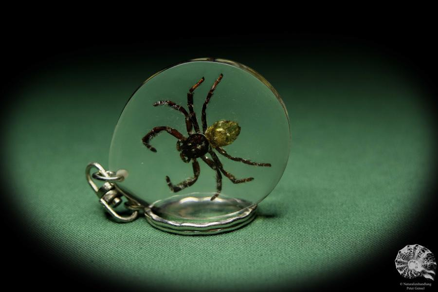 Lycosidae ssp. (13590) a gem from Acrylic from Southeast Asia | Nature jewelry | From Acrylic