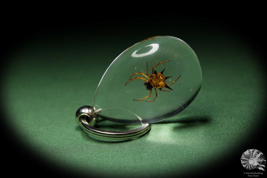 Gasteracantha spec. (13648) a gem from Acrylic from Southeast Asia | Nature jewelry | From Acrylic